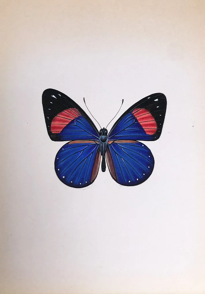 A Vibrant Butterfly in Miniature Painting by Mohan Prajapati