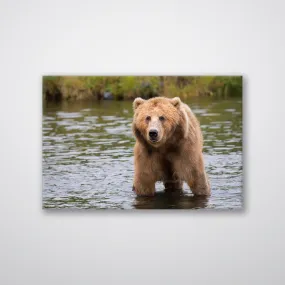 Bear in the Lake - Print