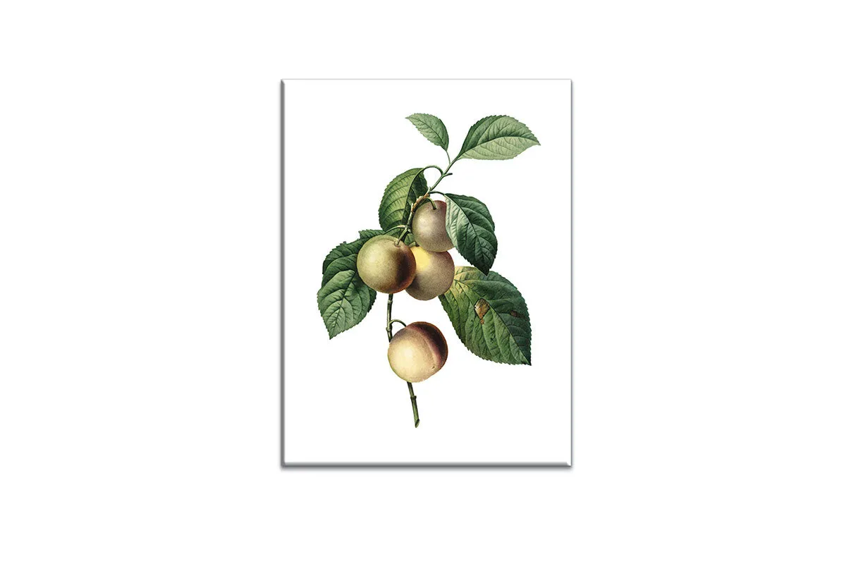 Botanical Illustration Plum | Botanical Wall Art Print