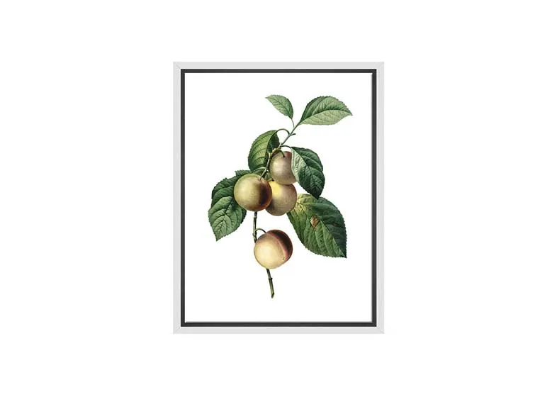 Botanical Illustration Plum | Botanical Wall Art Print