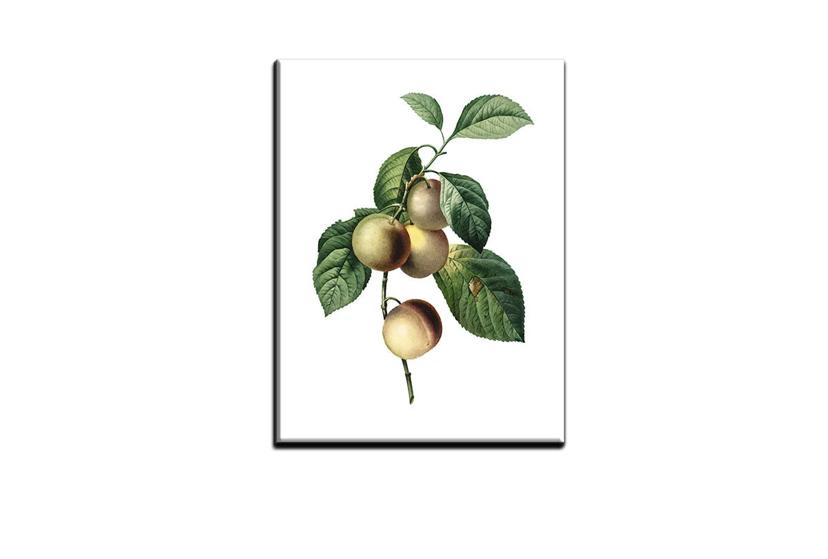 Botanical Illustration Plum | Botanical Wall Art Print