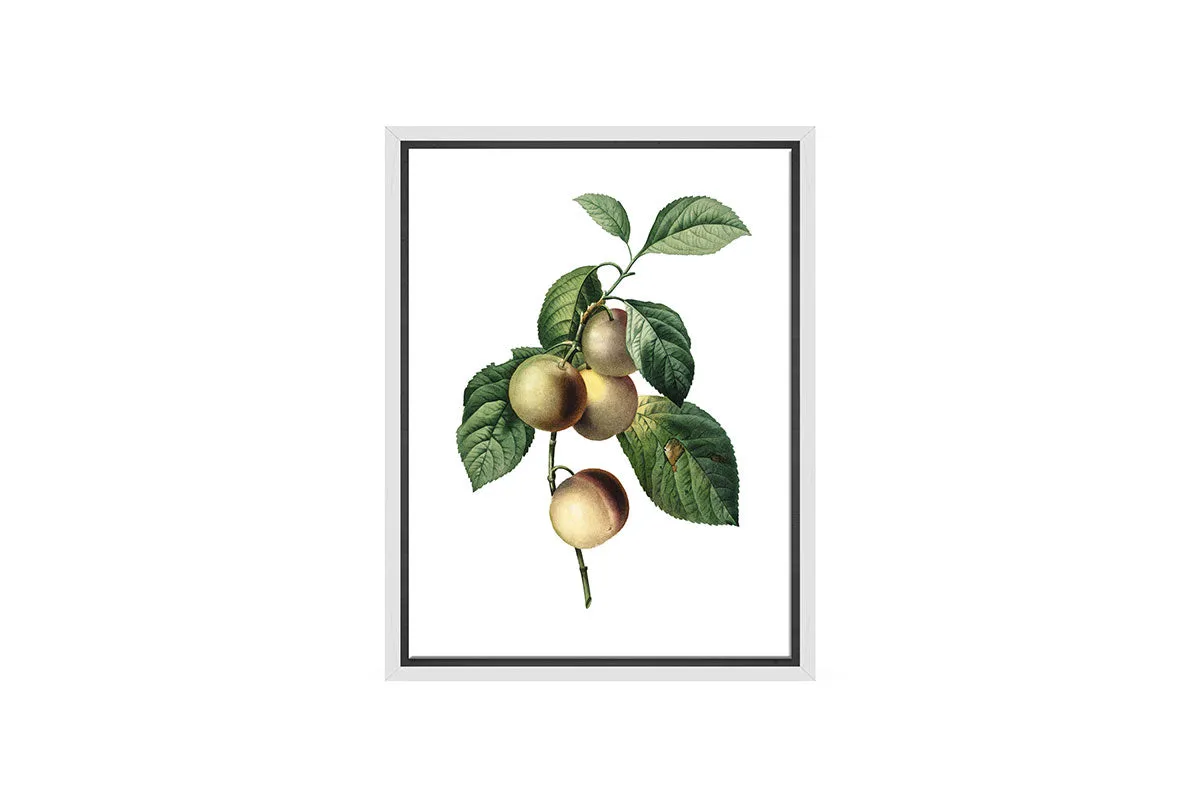 Botanical Illustration Plum | Botanical Wall Art Print