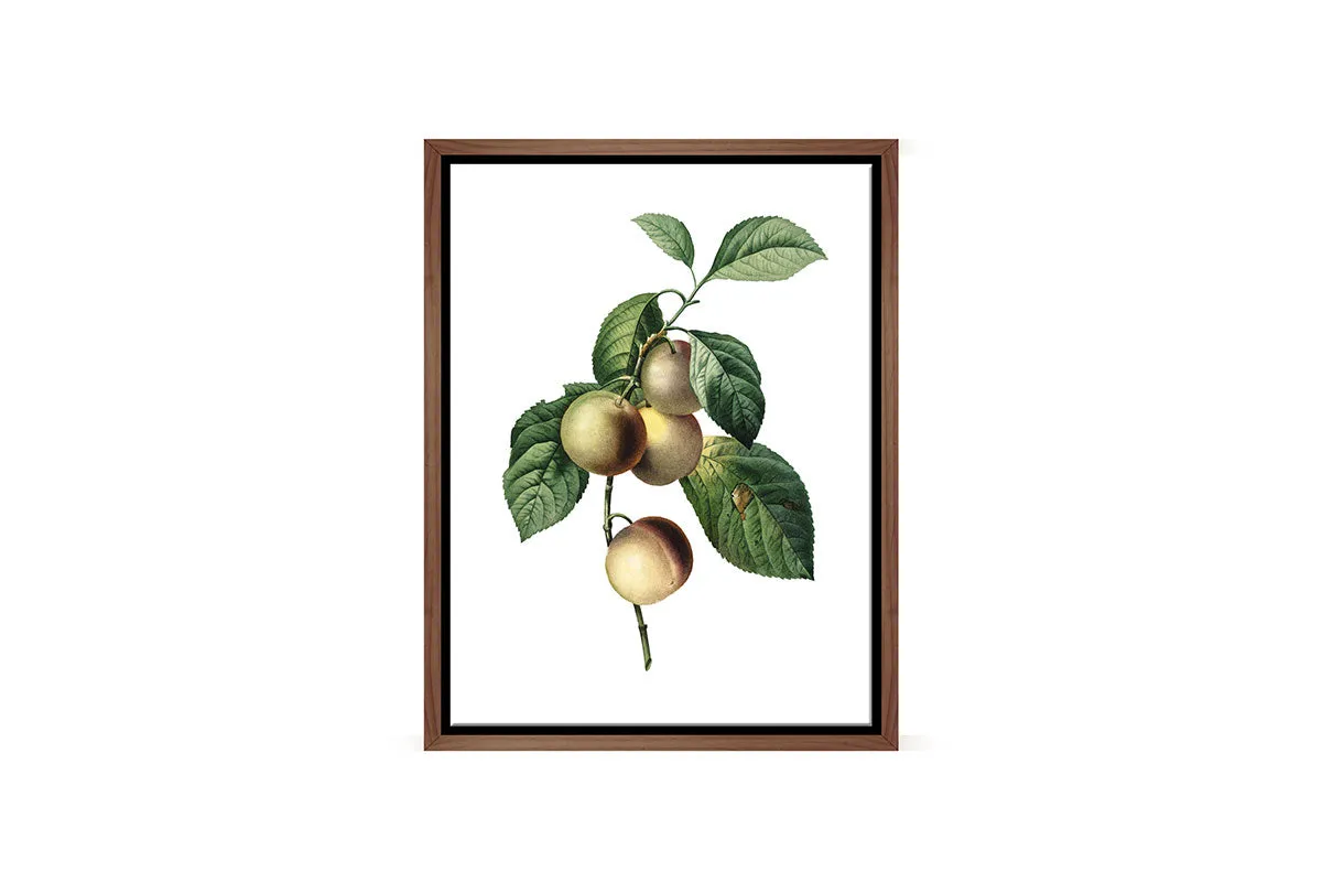 Botanical Illustration Plum | Botanical Wall Art Print