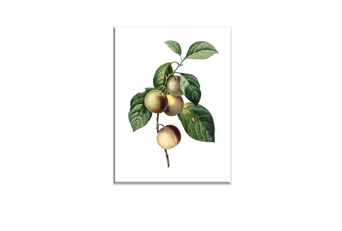 Botanical Illustration Plum | Botanical Wall Art Print