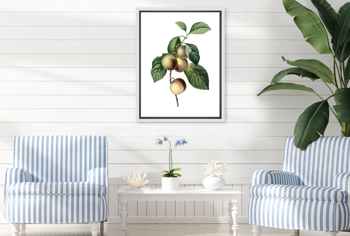 Botanical Illustration Plum | Botanical Wall Art Print