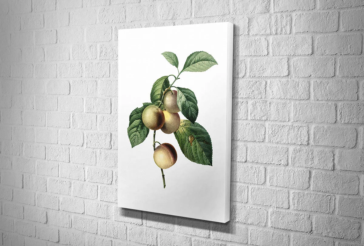 Botanical Illustration Plum | Botanical Wall Art Print