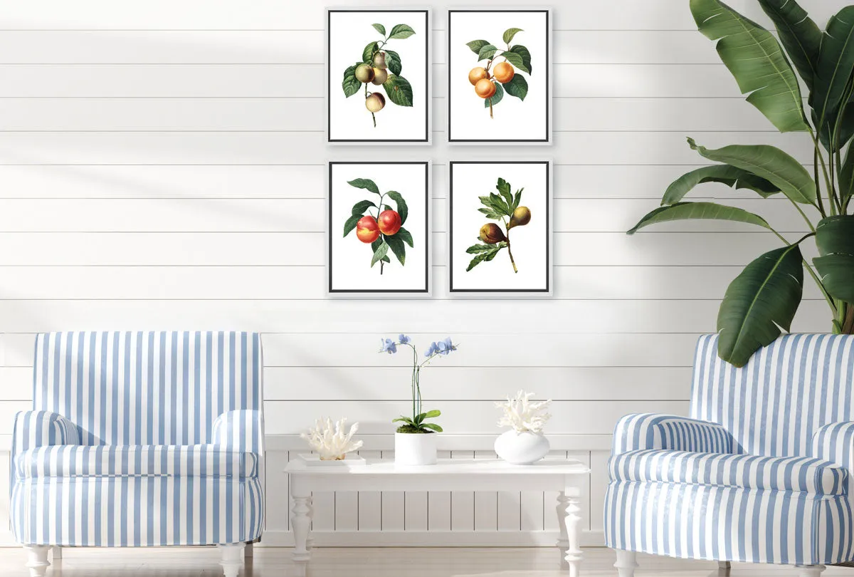 Botanical Illustration Plum | Botanical Wall Art Print