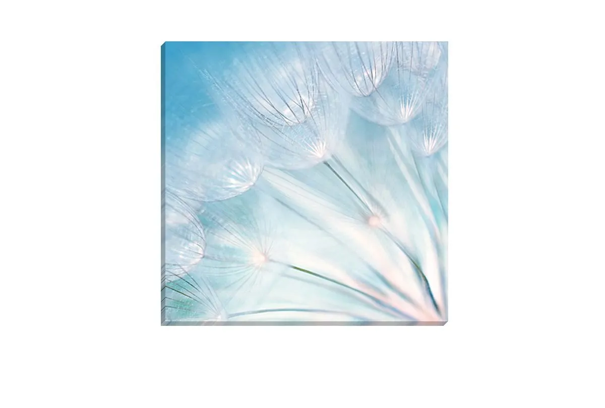 Dandelion | Canvas Art Print