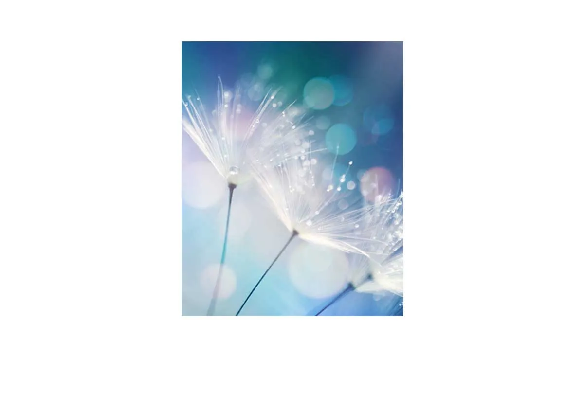 Dandelion Macro | Canvas Wall Art Print