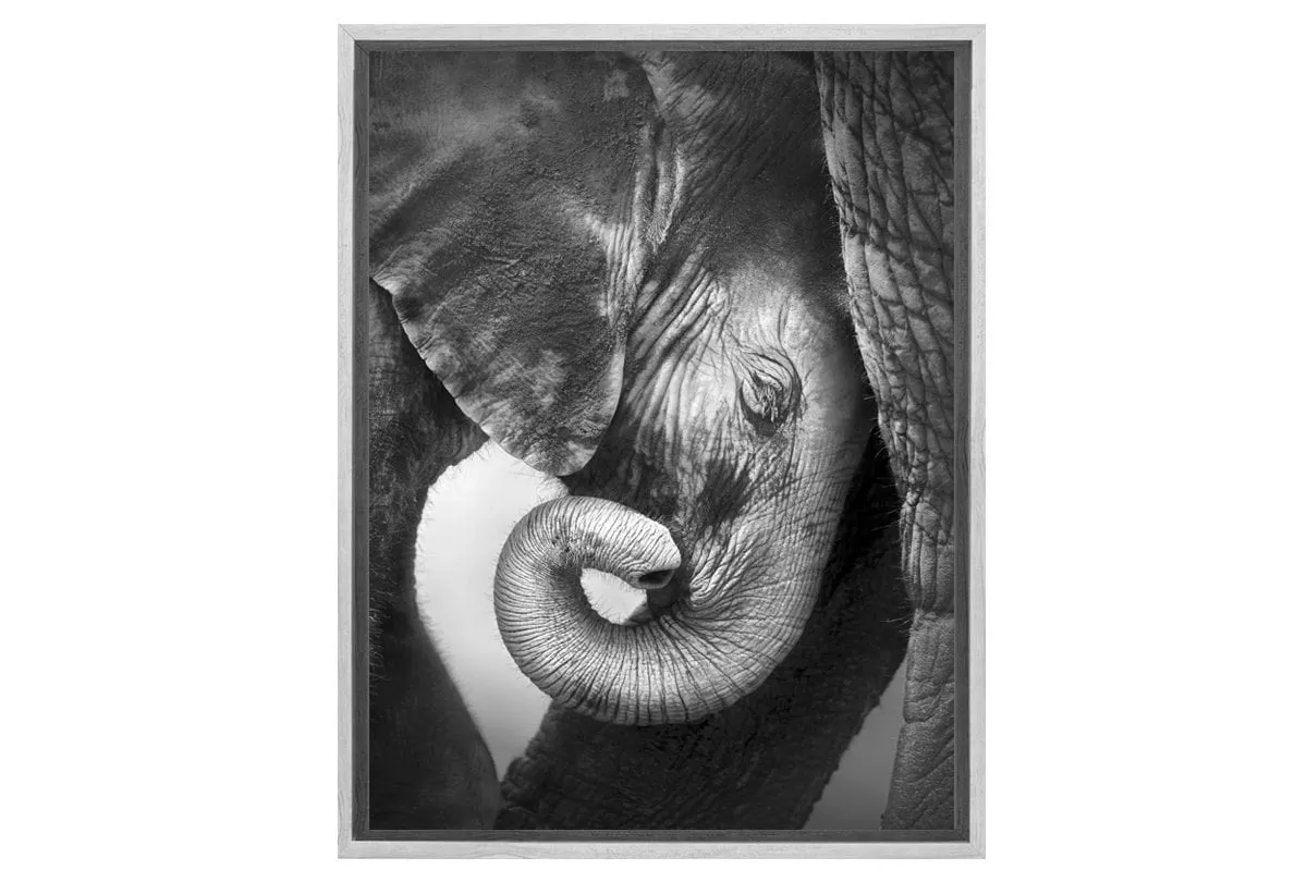 Elephant Calf | Animal Wall Art Print