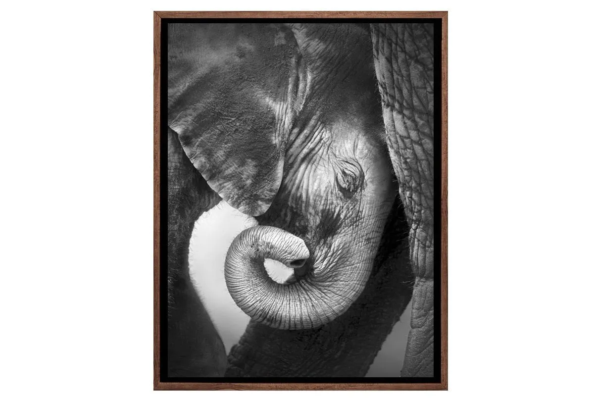 Elephant Calf | Animal Wall Art Print