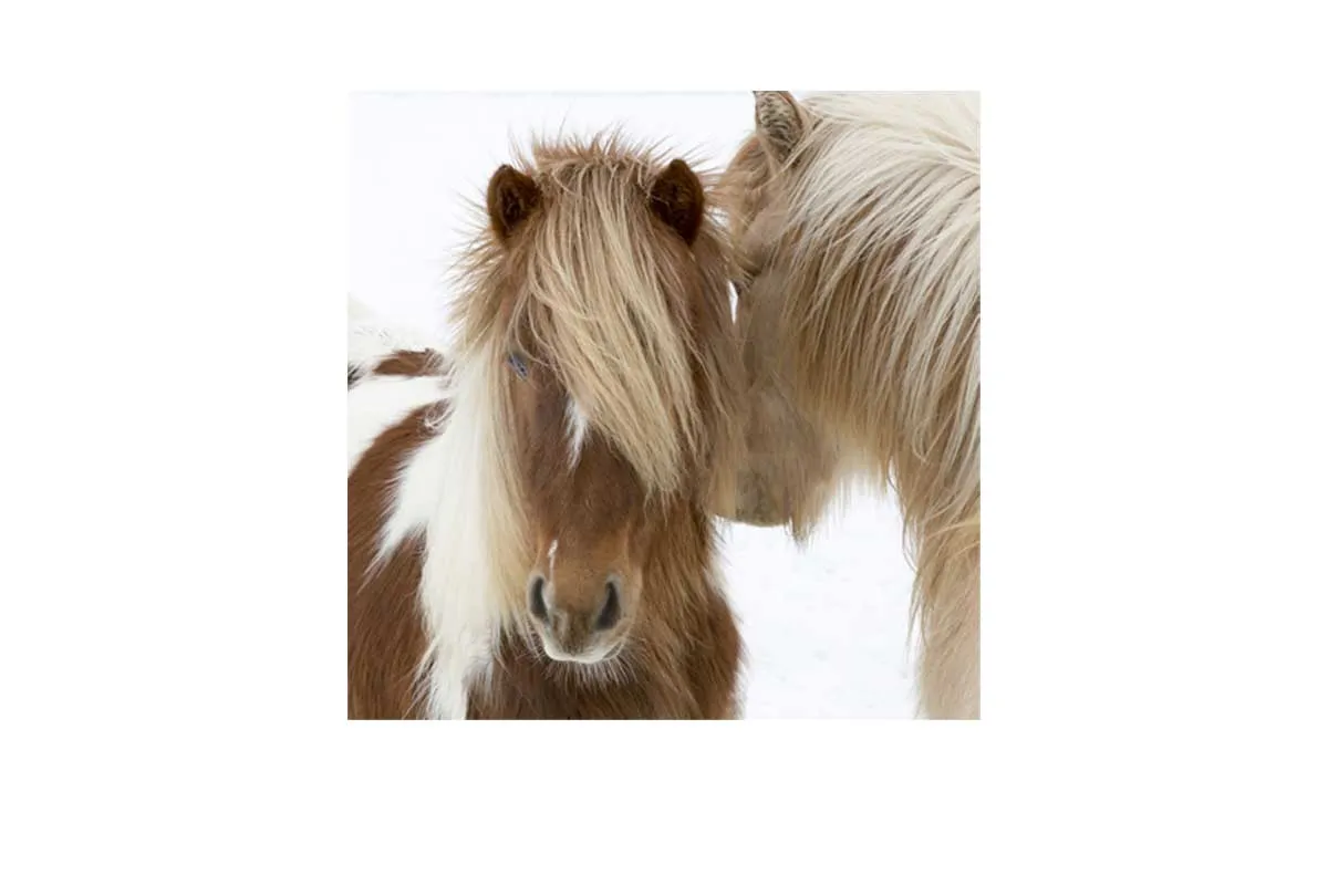 Icelandic Horses 3 | Canvas Wall Art Print