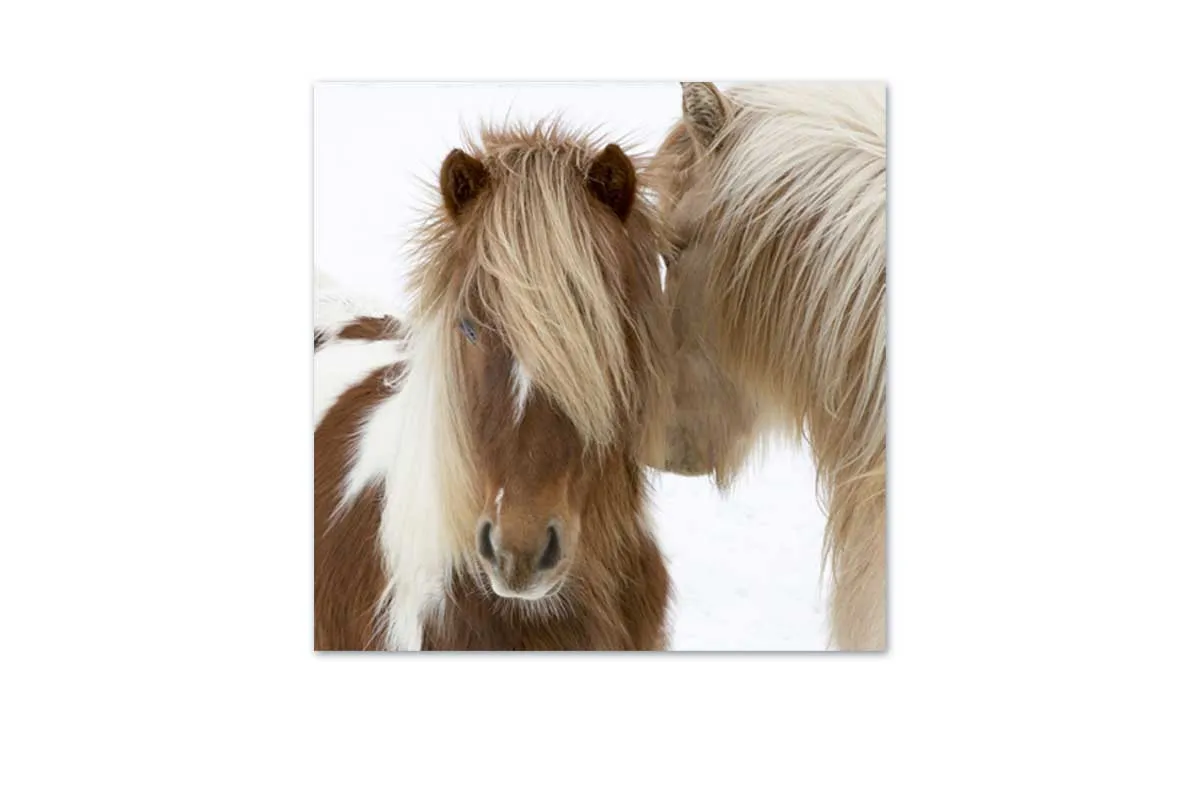 Icelandic Horses 3 | Canvas Wall Art Print