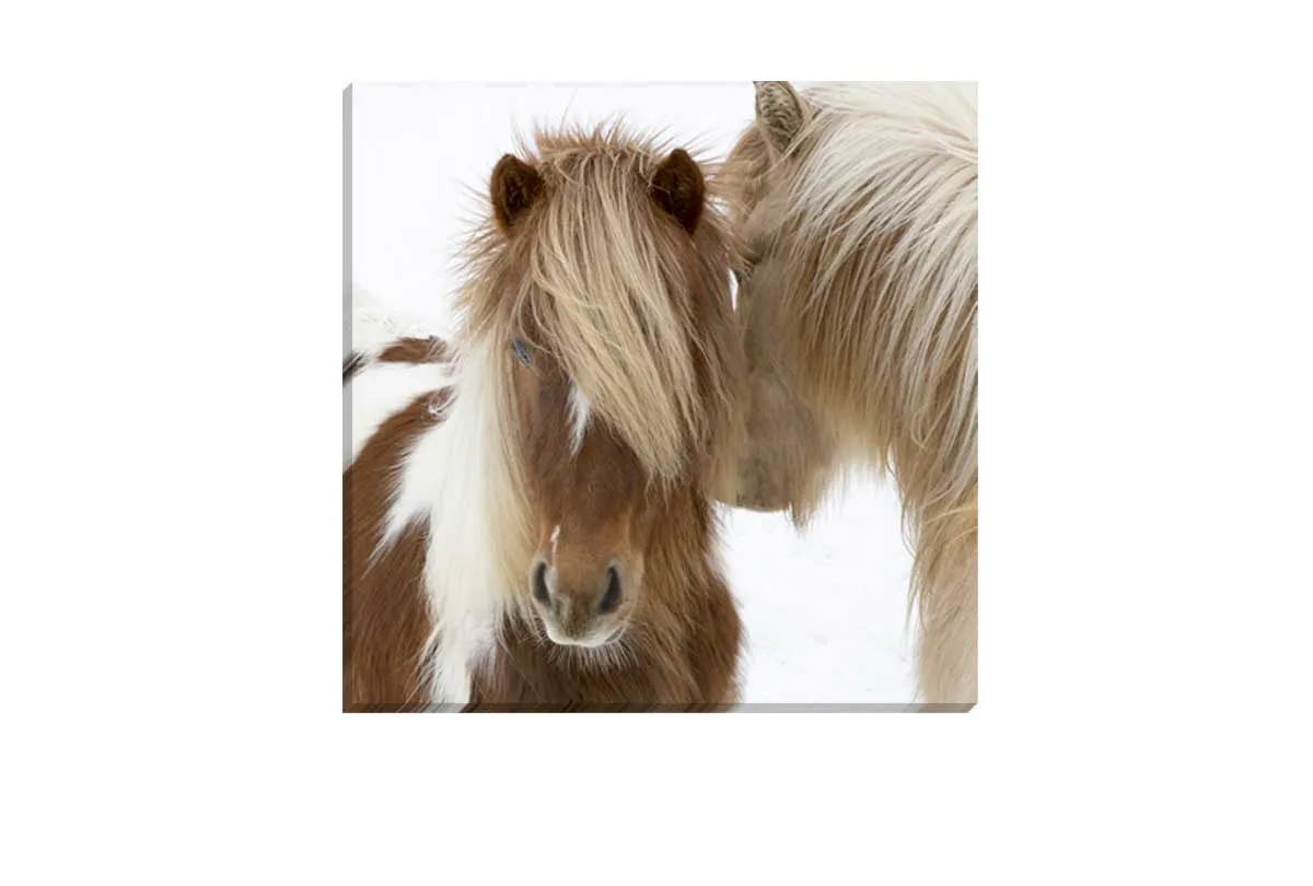 Icelandic Horses 3 | Canvas Wall Art Print