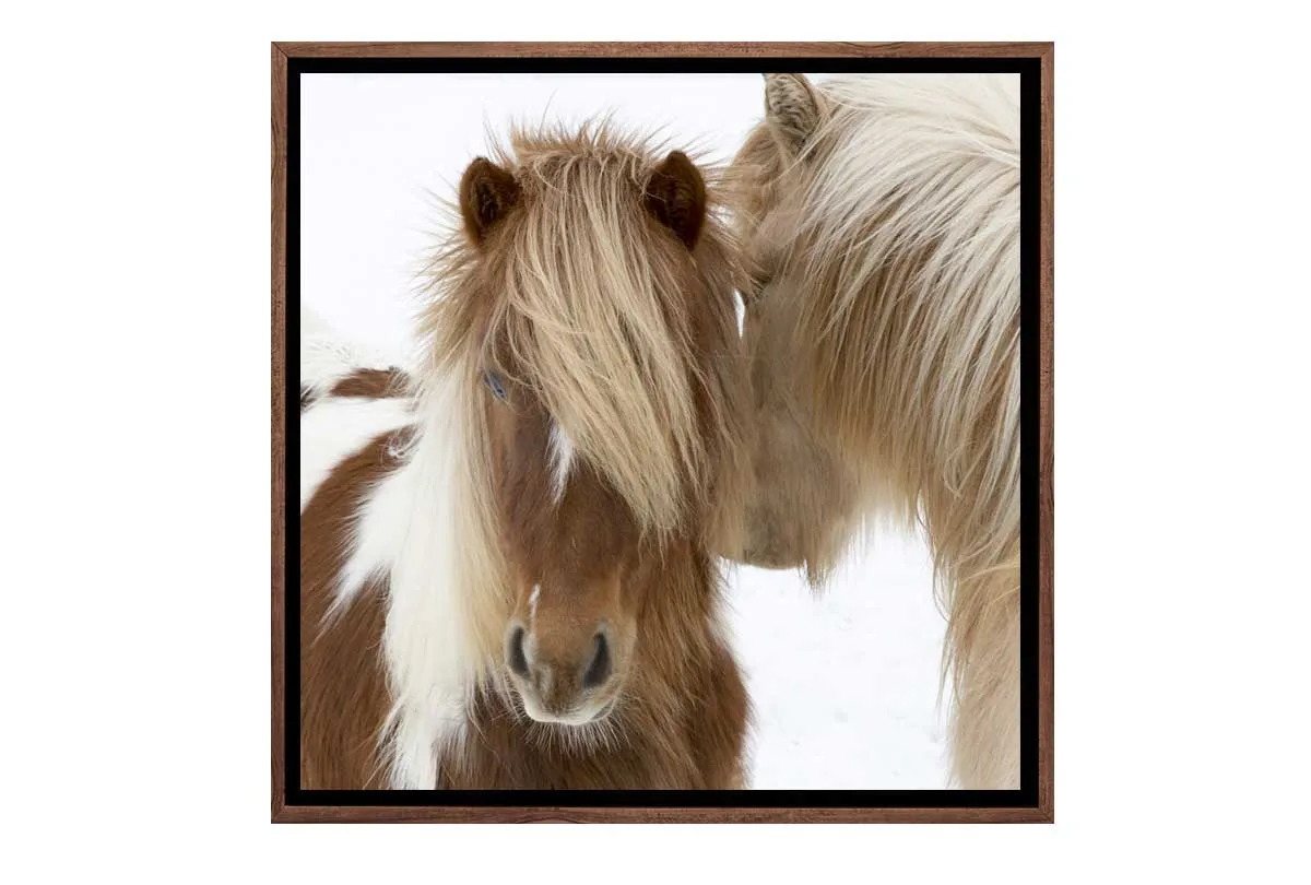 Icelandic Horses 3 | Canvas Wall Art Print