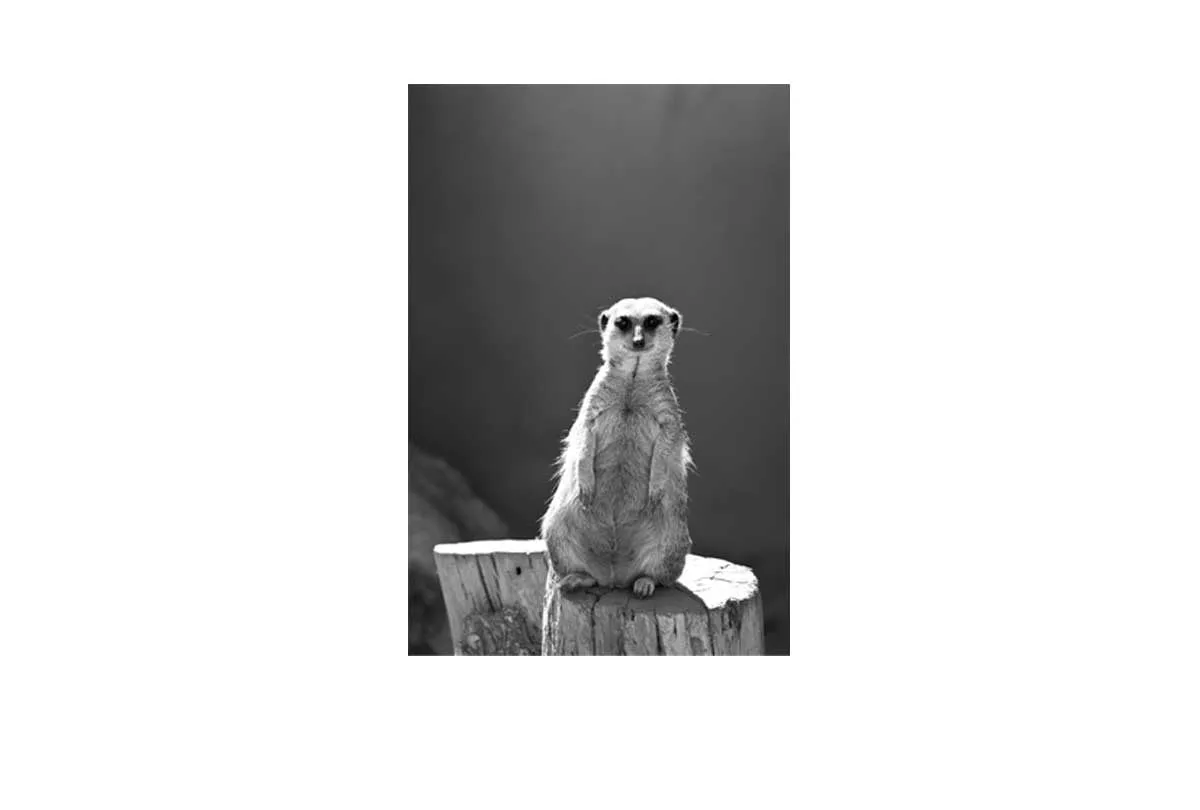 Meerkat Black and White | Canvas Wall Art Print