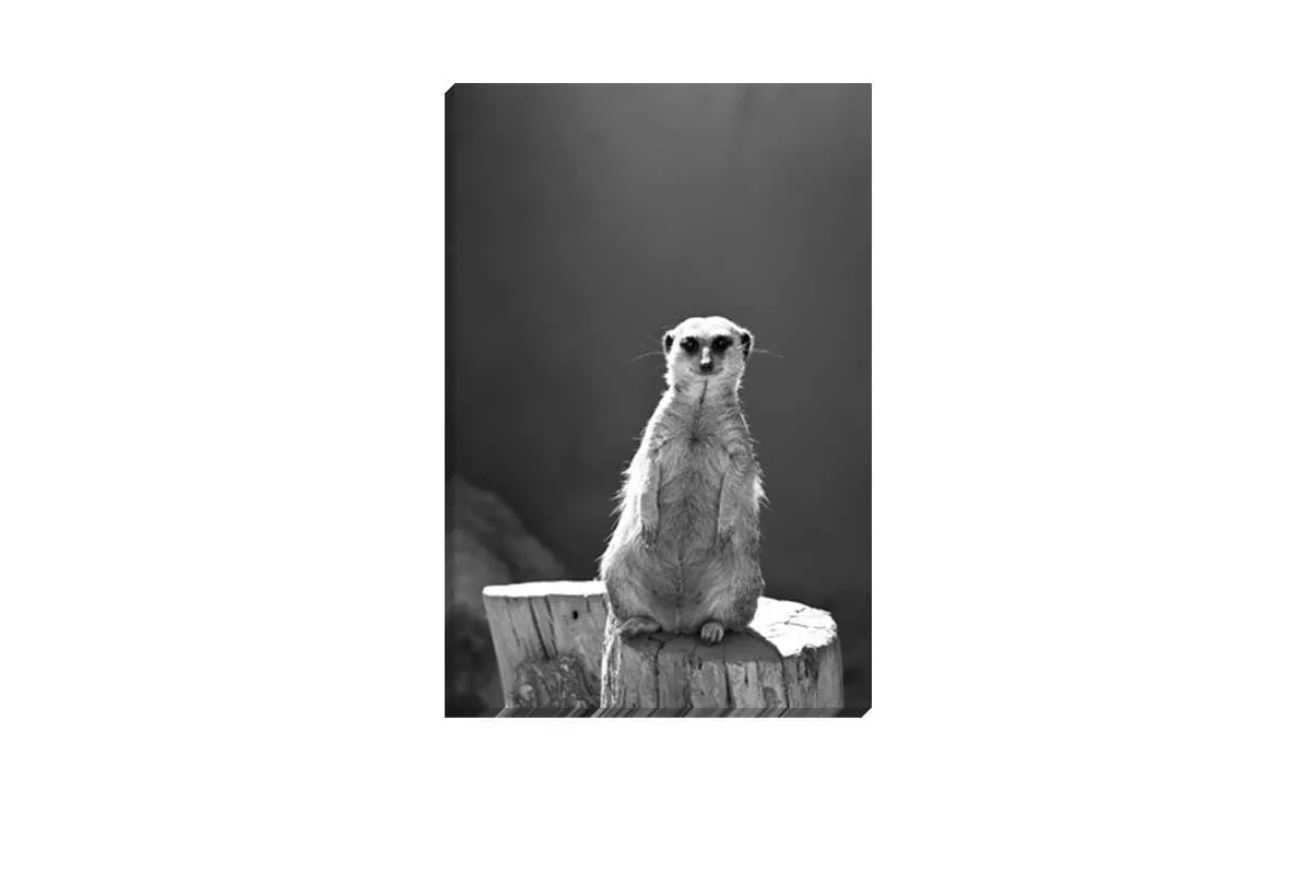 Meerkat Black and White | Canvas Wall Art Print