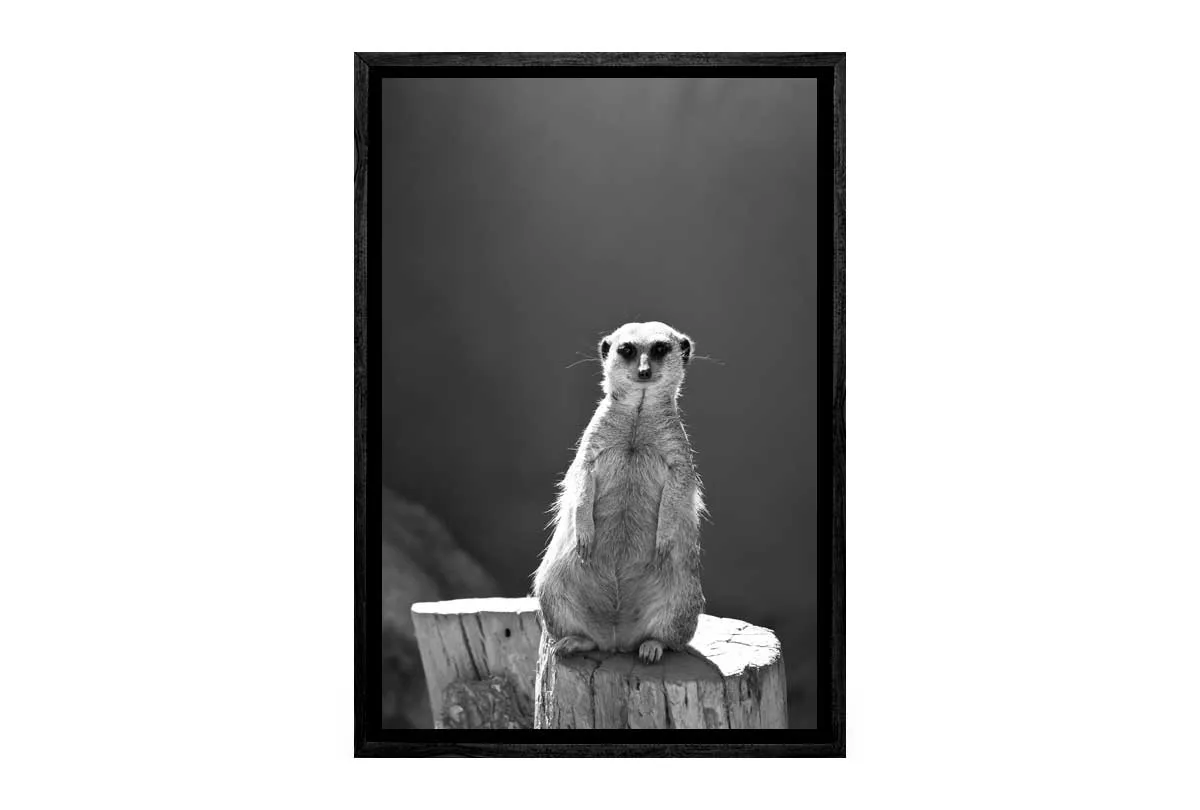 Meerkat Black and White | Canvas Wall Art Print