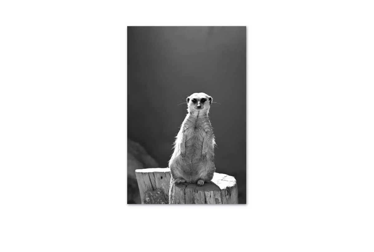 Meerkat Black and White | Canvas Wall Art Print