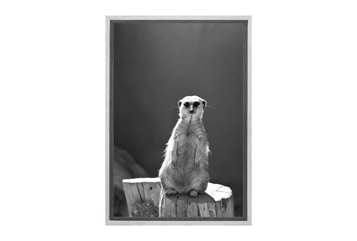 Meerkat Black and White | Canvas Wall Art Print