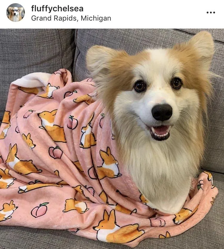 Pink Corgi Sploot Fleece Blanket | 3 Sizes